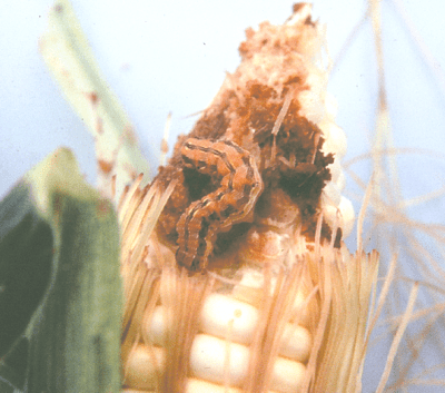 corn ear worm 