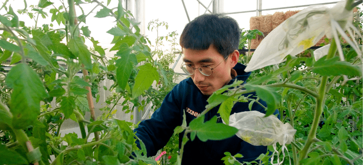 man in greenhouse working on tomato plants